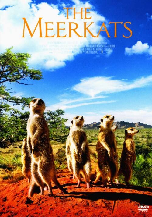 �y���Áz�~�[�A�L���b�g SP�EED �yDVD�z�^�|�[���E�j���[�}��