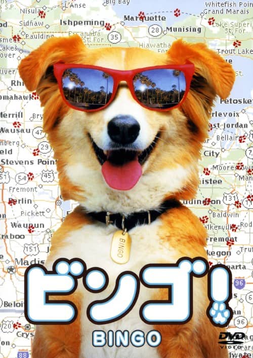 【中古】ビンゴ! 【DVD】/シンディ・ウィリアムズ