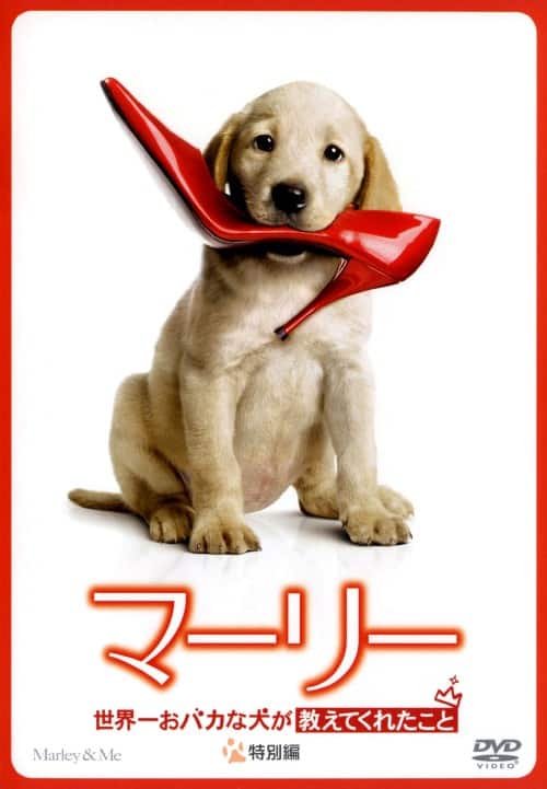 名犬ラッシー [DVD] wwzq1cm Amazon.co.jp: 名犬ラッシー 1 [DVD] : 日高奈留美, 山崎たくみ, 松倉