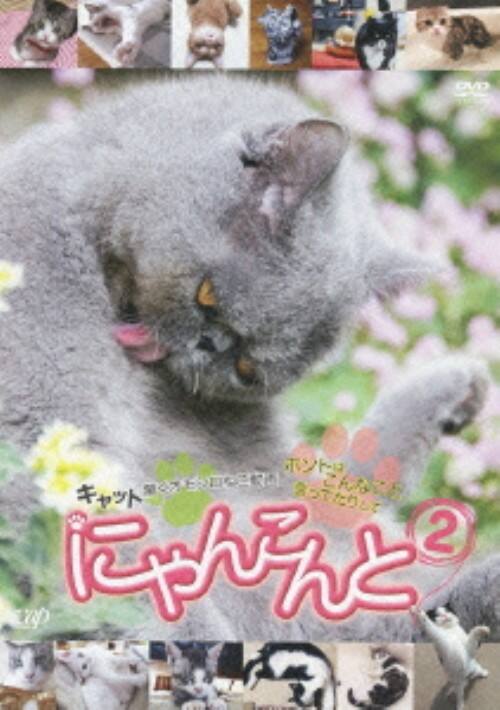 【中古】2.にゃんこんと キャット驚くオモシロねこ動画… 【DVD】/関由香