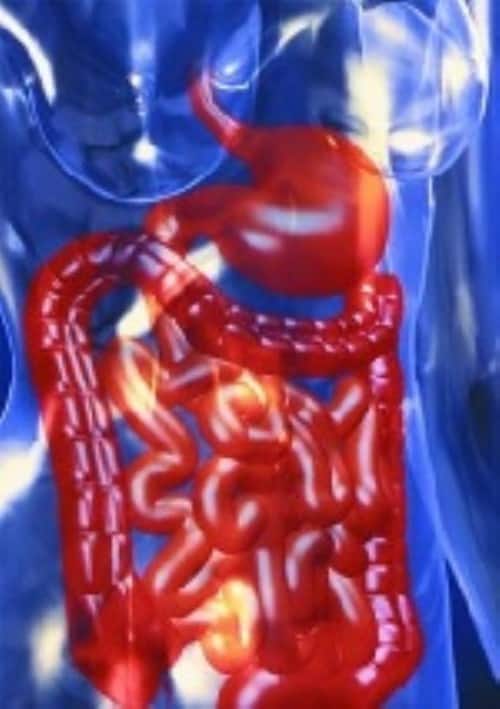 �y���ÁzNHK�X�y�V���� ���ق̏��F�� �l�� �����z���̖� �yDVD�z