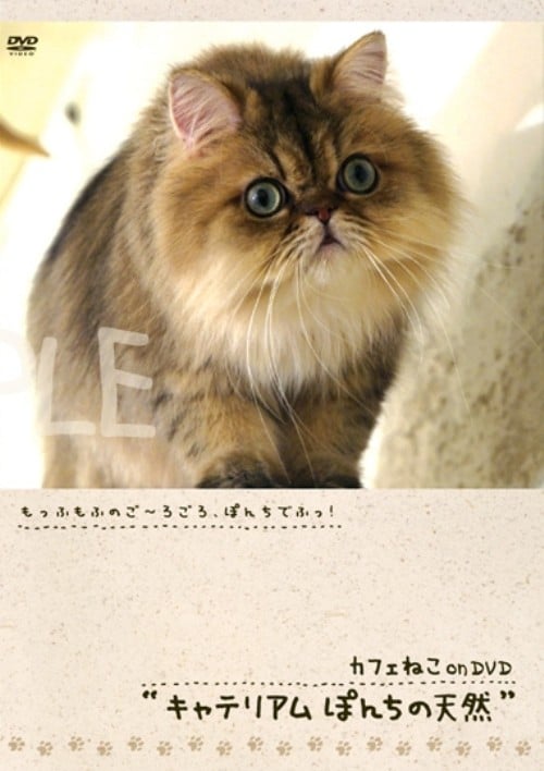 �y���Áz�J�t�F�˂�onDVD �L���e���A���ۂ񂿂̓V�R �yDVD�z